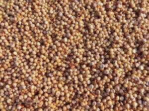 plum-commodity-sorghum