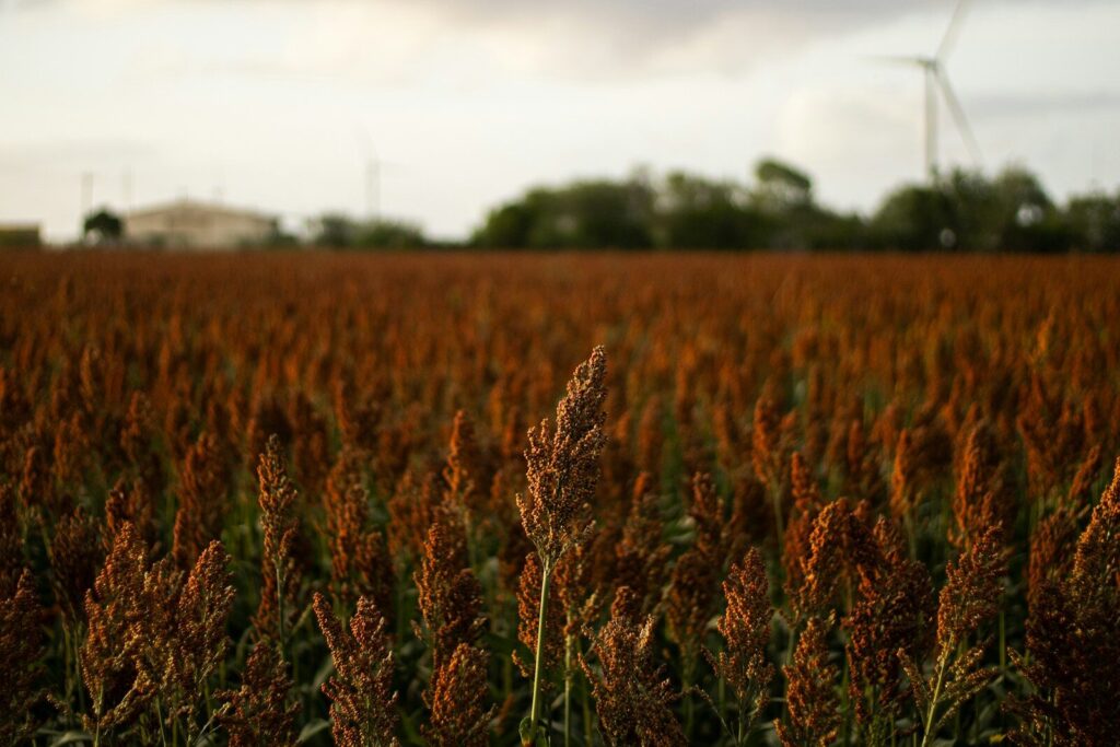 Reddish-brown grain field with a wind turbine in the distance.